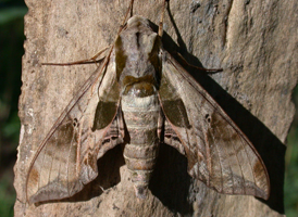 Pandorus Sphinx